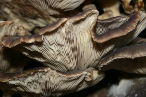 Fungus Shows Promise as Cancer Treatment