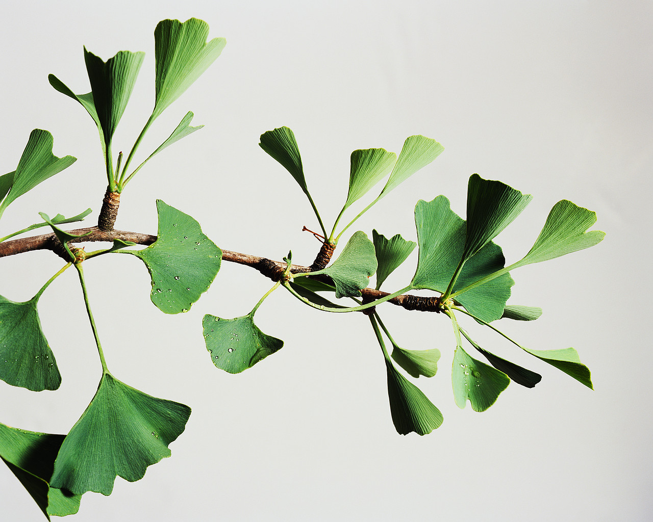 Gingko Biloba Doesn’t Prevent Dementia