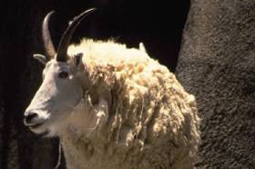 Goats and Cancer - a Strange New Link