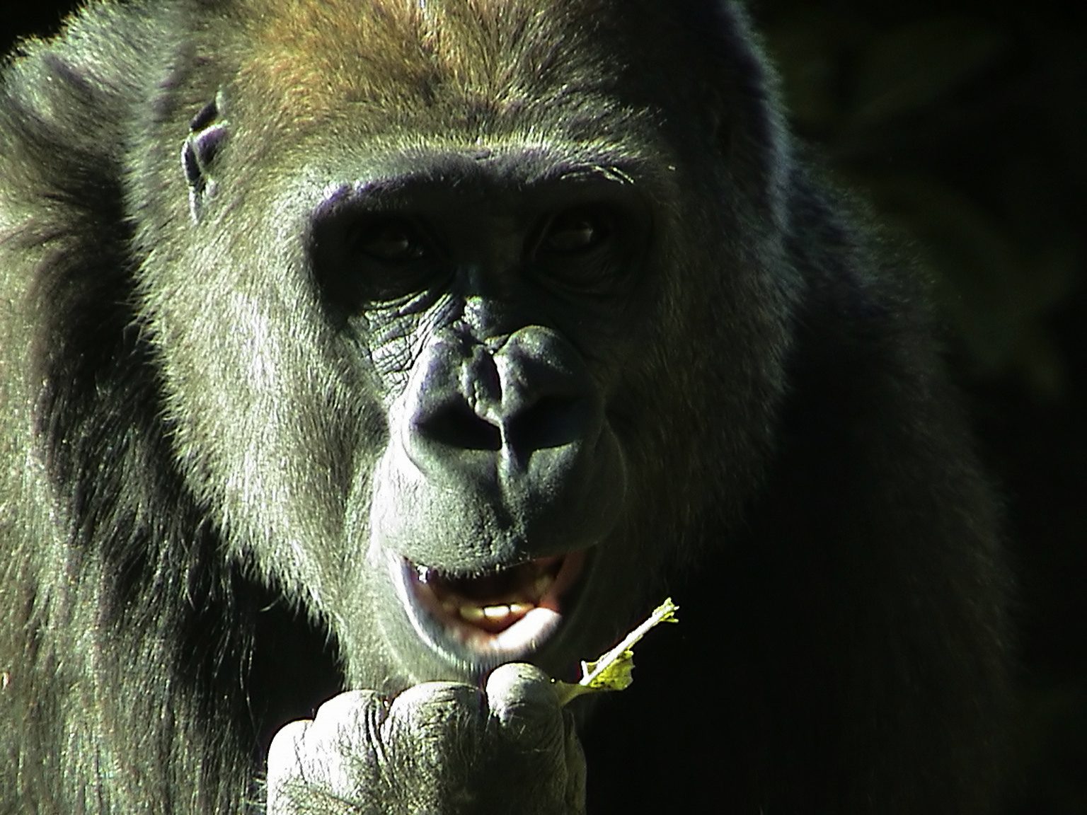 Gorilla Going Ape Not Seen By Most