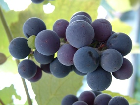 How Grape Seed Extract Devours Cancer