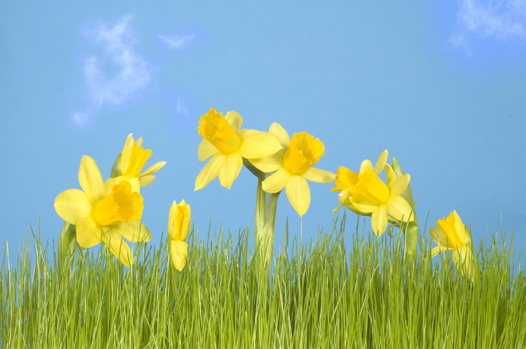 Allergen Extracts Have High Safety Standards