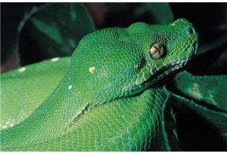 The Top 10 Things to Know About Snakebites