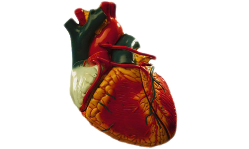 Heart Attack Fear Leads to Worse Prognosis
