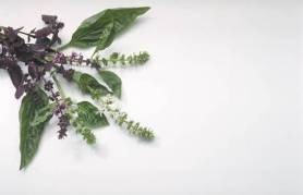 Herb may Help Treat Deadly Brain Cancer