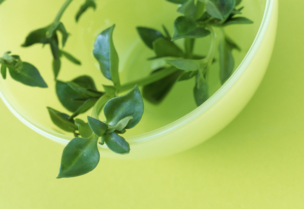 Chinese Herbs May Soothe Hot Flashes