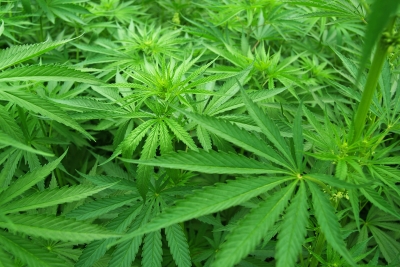 Has Medical Marijuana Increased Usage?