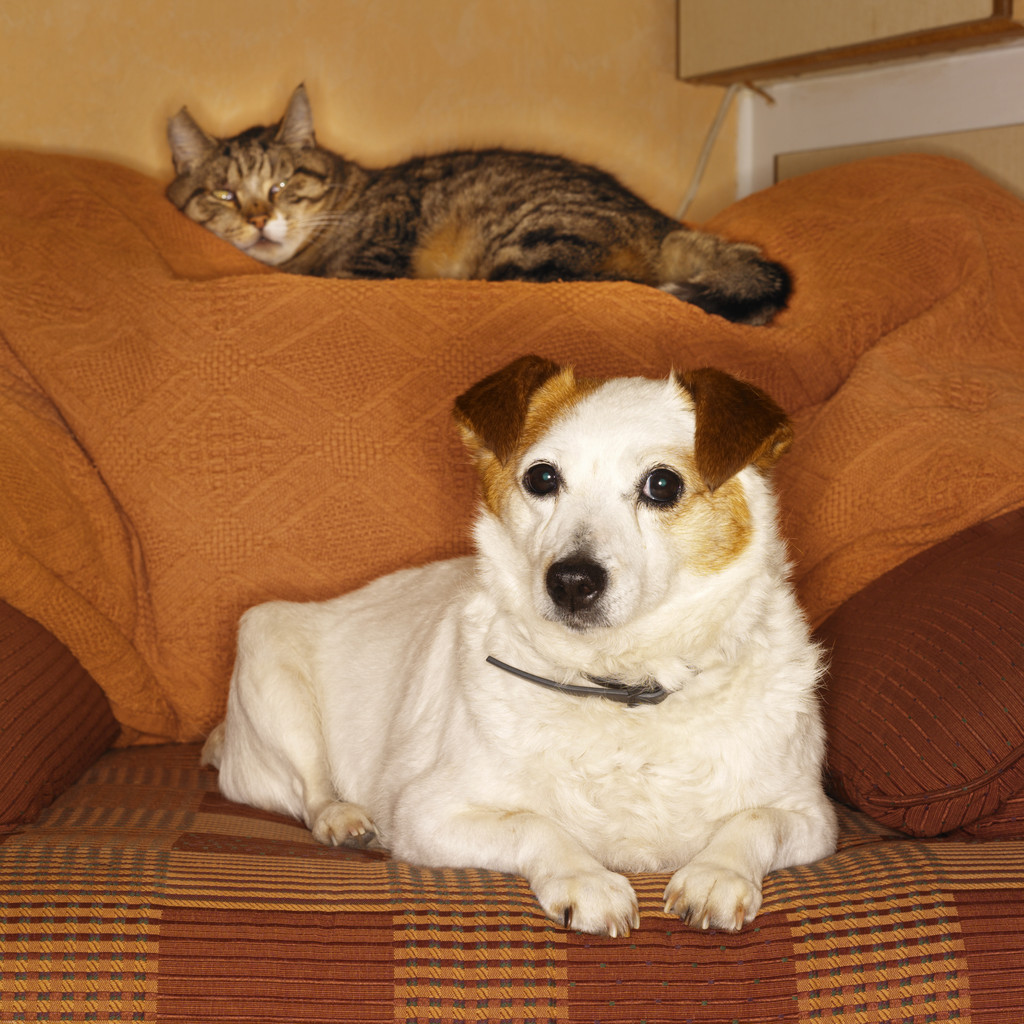 FDA Launches New Pet Health and Safety Widget
