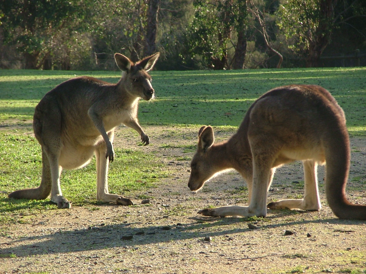 What Kangaroo Care Does for Your Preemie