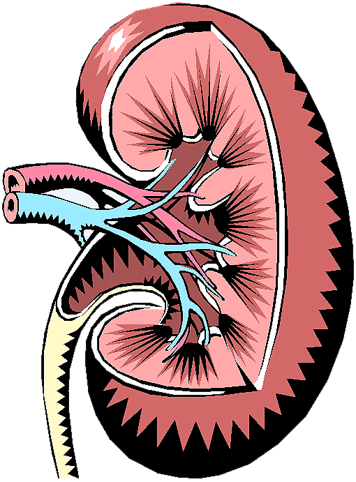 FDA Approves New Treatment for Advanced Form of Kidney Cancer