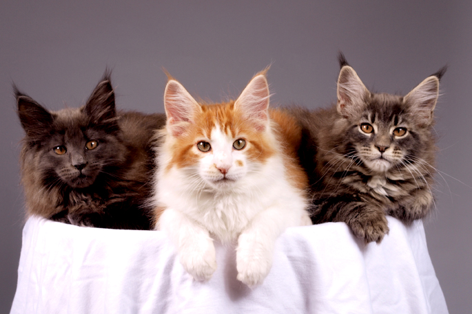 What Cat Litter & Suicide Have in Common
