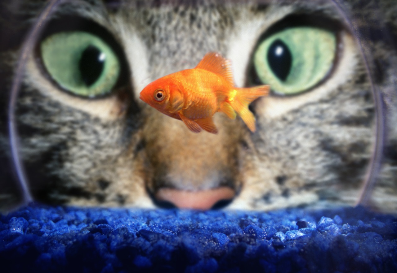 Cat Scratch Fever Bacteria Linked to RA