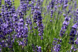 Sweet Smelling Herbal Treatment for Anxiety