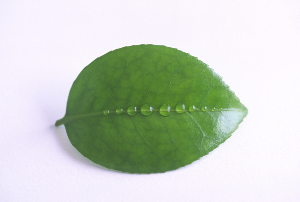 Is Birthwort bad for the Kidney?