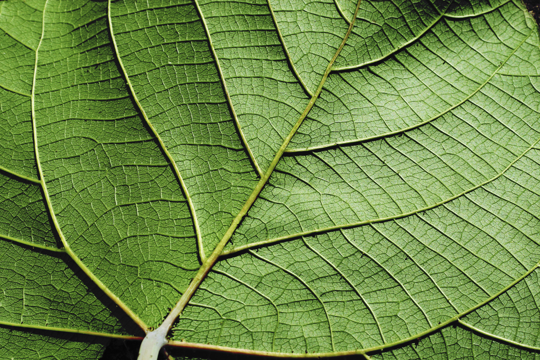 FDA Challenges Marketing of Dimethylamylamine Products
