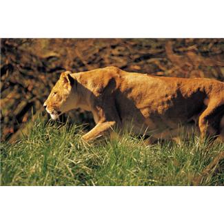 Which is Easier to Tame – a Gene or a Lion?