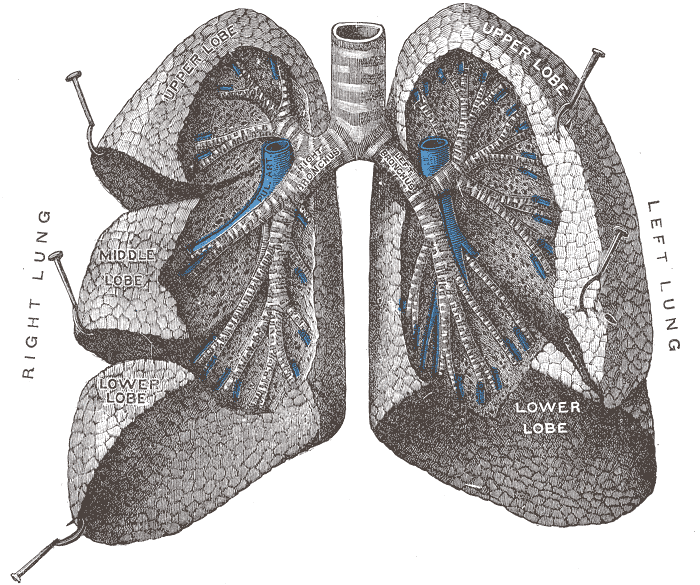 Powerful Powder Improves Cystic Fibrosis