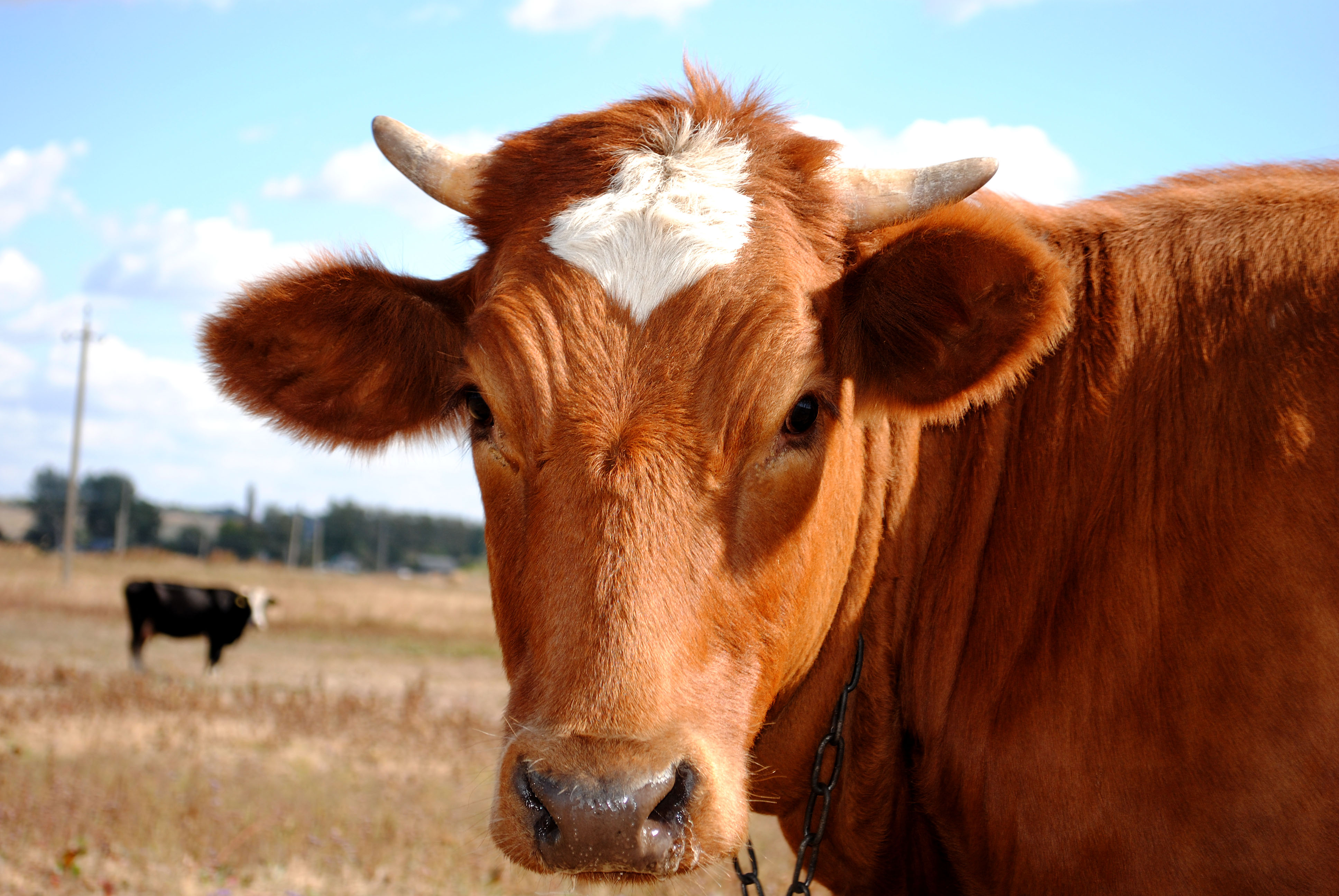 Mad-Cow Case Found in California