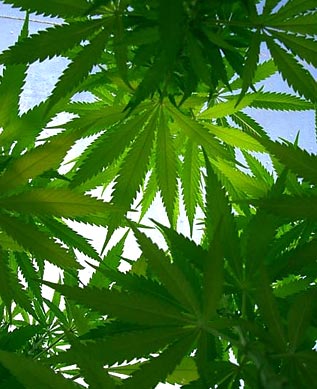 Family, Religion Buffer Against Drug-Abuse Risk