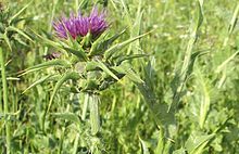 Nature Can Fight Cancer Too