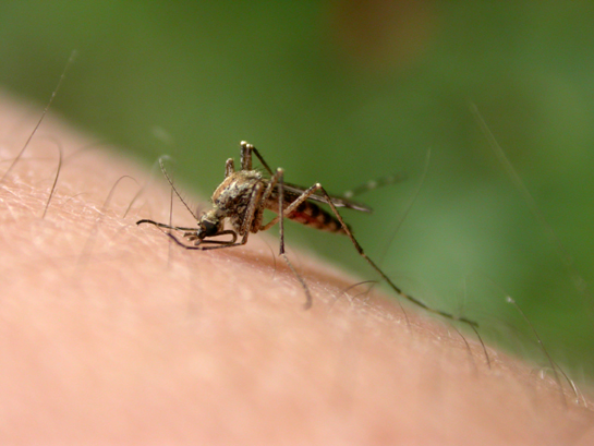 Battle of the Bug Bites