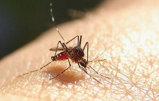Watch Out for West Nile This Summer