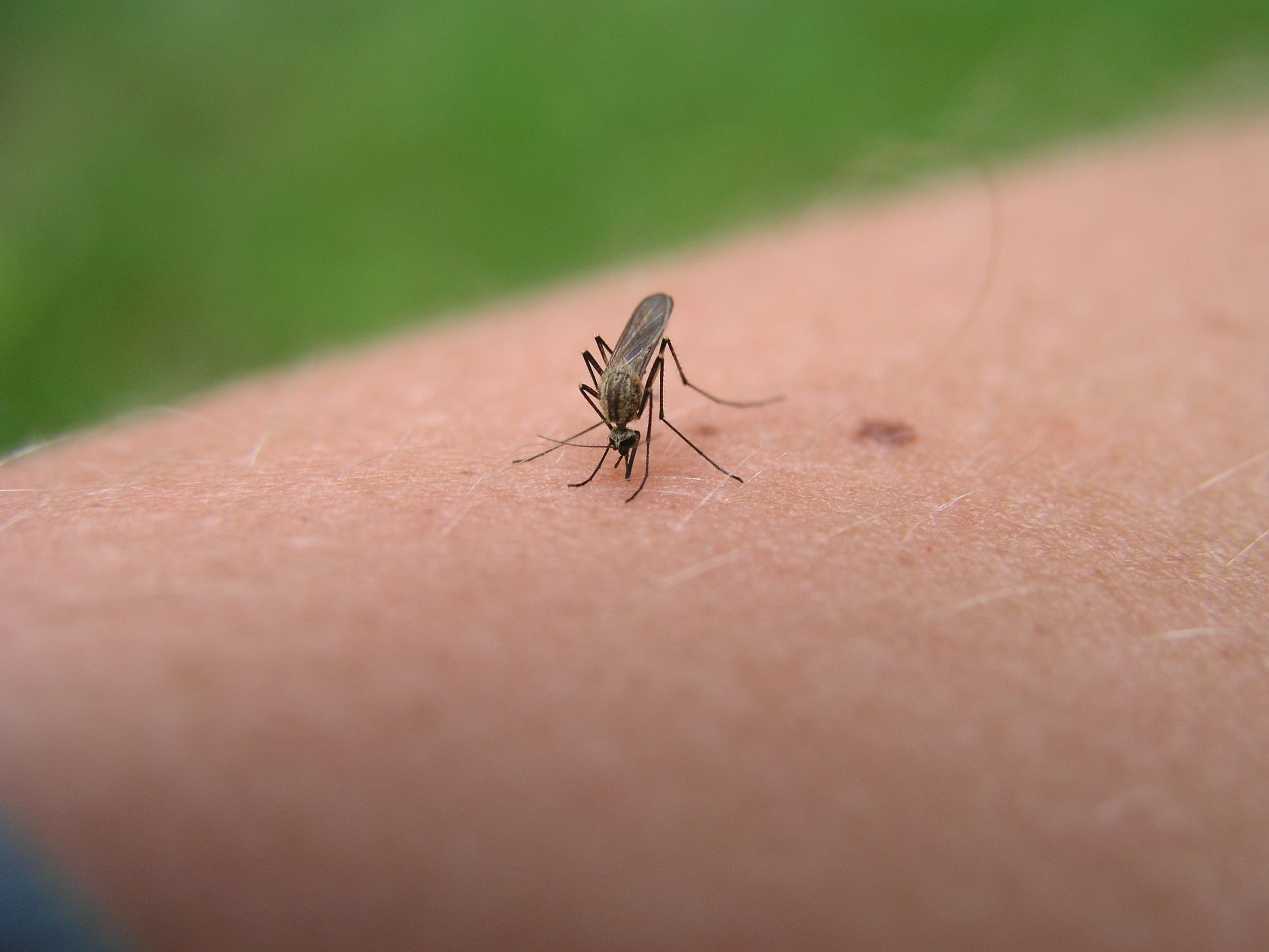 Staying One Step Ahead of West Nile