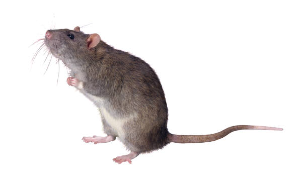 Cockroaches and Mice are Asthma's BFF