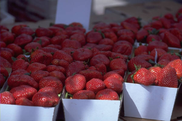 Strawberry Mania – Longer Seasons