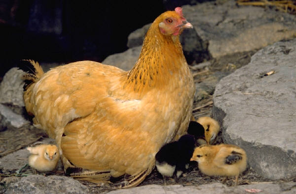 When is an Egg Just an Egg