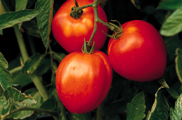 Multifunctional Tomatoes