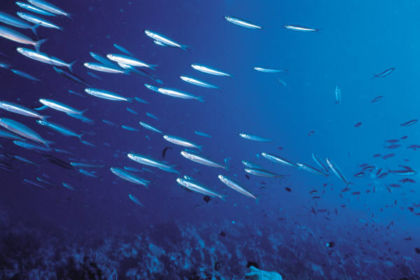 Fish Are People Too
