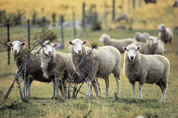 Counting Sheep After Discontinuing HRT