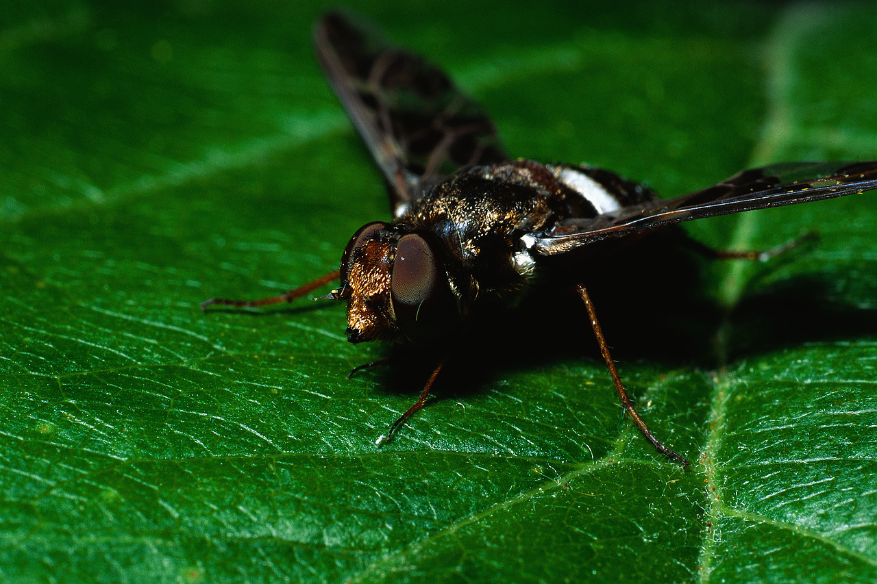 Something to Buzz About 