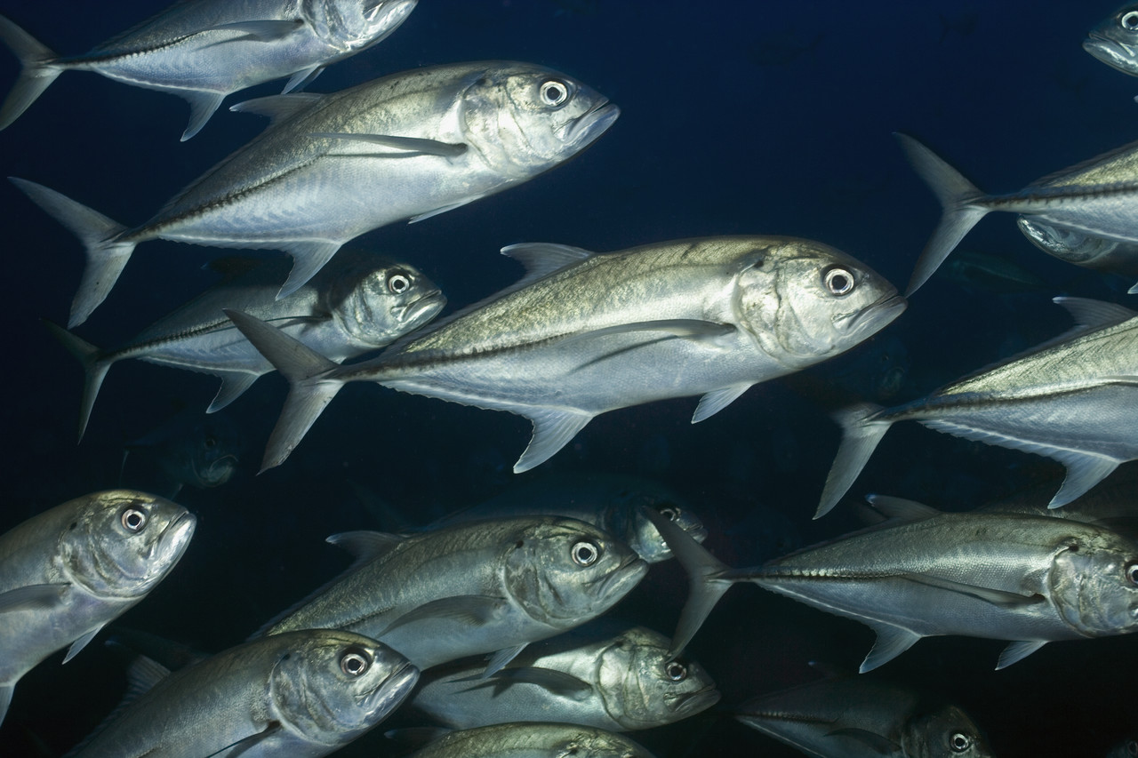 Fish Show How Cancer Grows