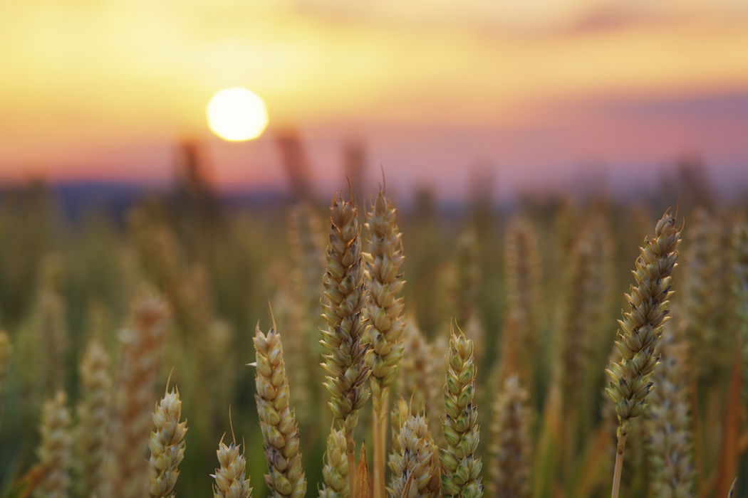 Sweet Wheat - Neat or Not?