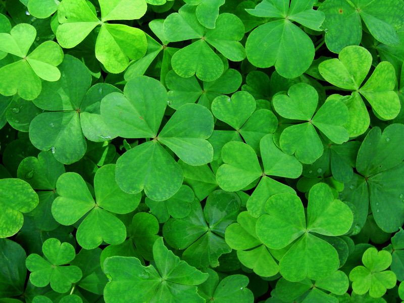 This Clover Isn't So Lucky