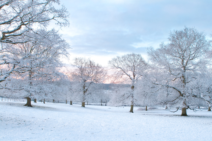 Winter Tips for the Indoor-Allergy Sufferer