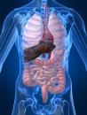 Liver Cancer Linked to Heart Disease and Diabetes Risks