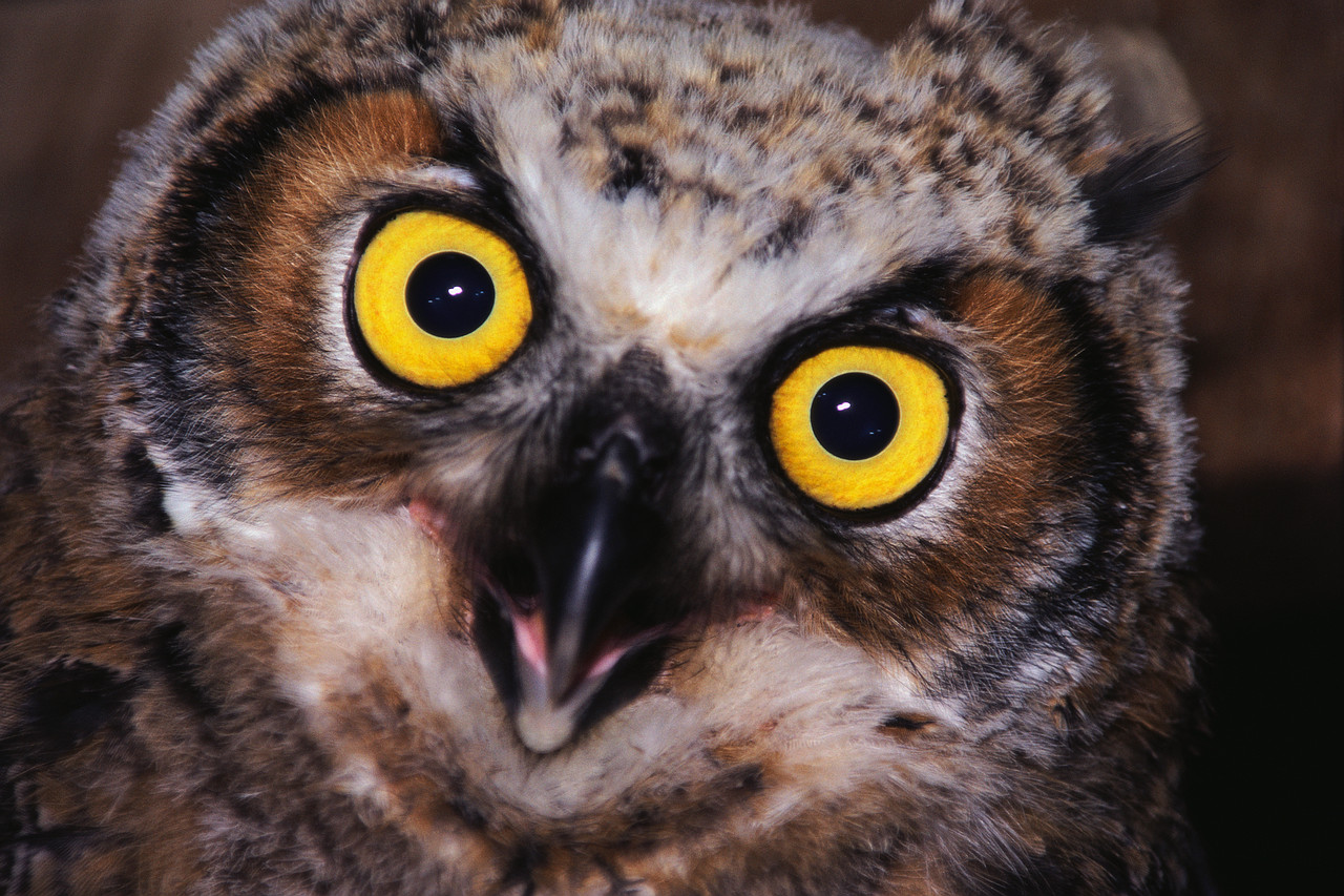 Being a Night Owl Isn't Good For Your Health