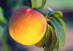 Fruits Not So Peachy Keen for Asthma and Allergy Protection