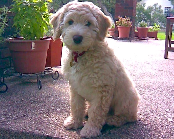 Man's Best Friend Encourages Exercise