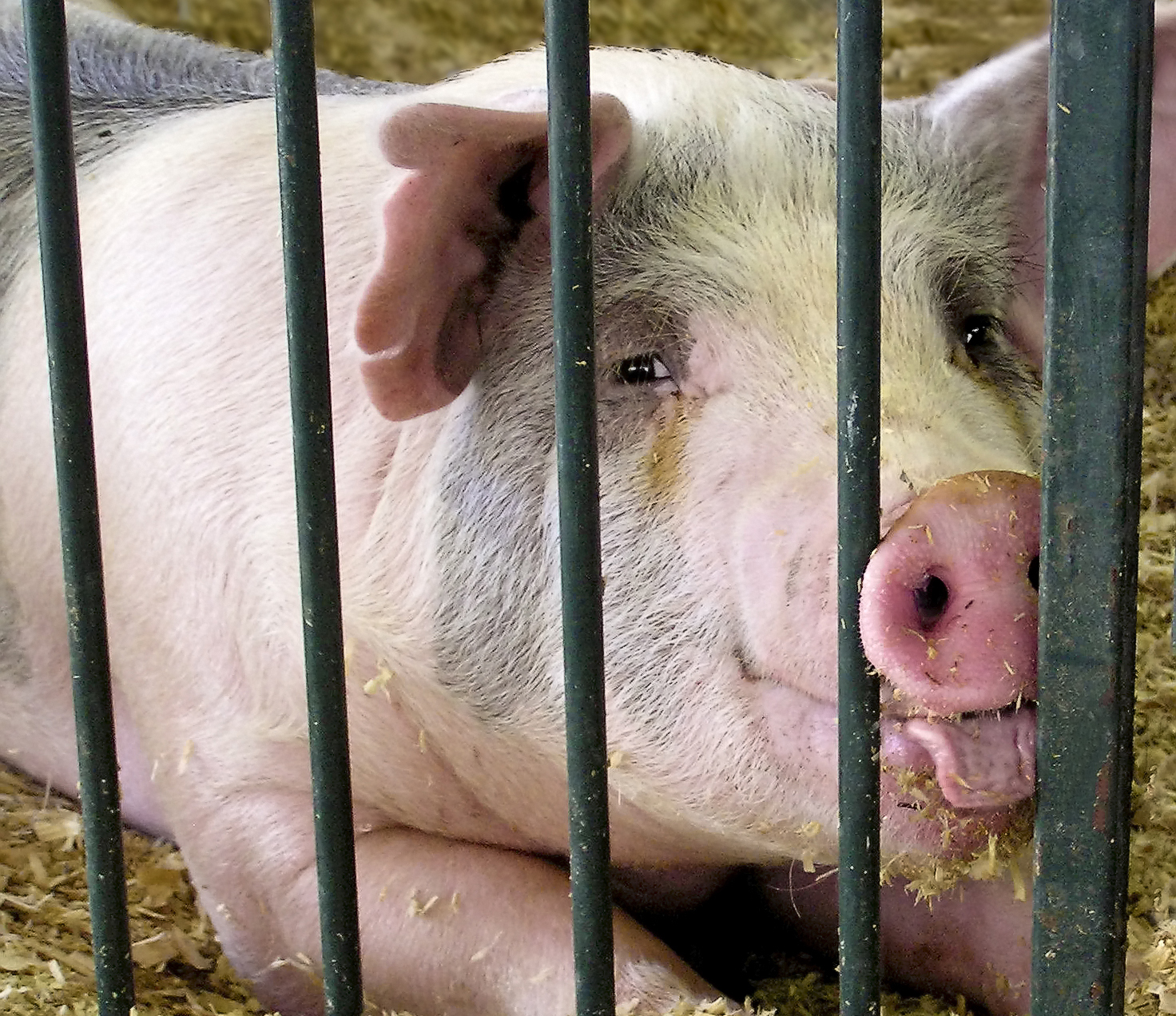 Vegetarians: Are Your Meds Animal-Free?