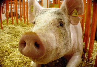 Going to the Fair? Stay Away from Pigs
