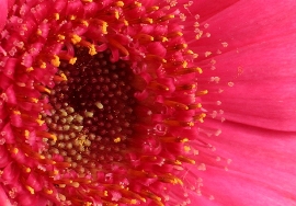 Hot Pink Tumors