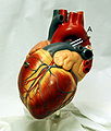 FDA Approves Devices for Left Bundle Branch Block
