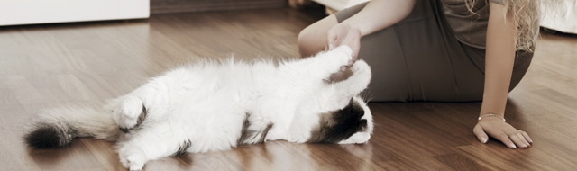 Protecting Yourself Around Furry Felines