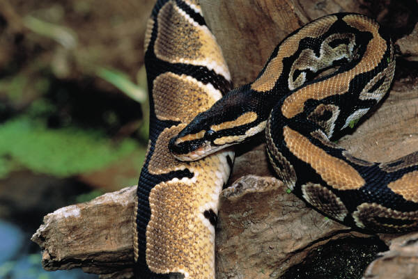 Heart Healthy Pythons