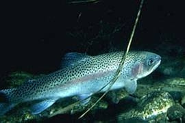 Are Fish Better Than Mice for Cancer Research?