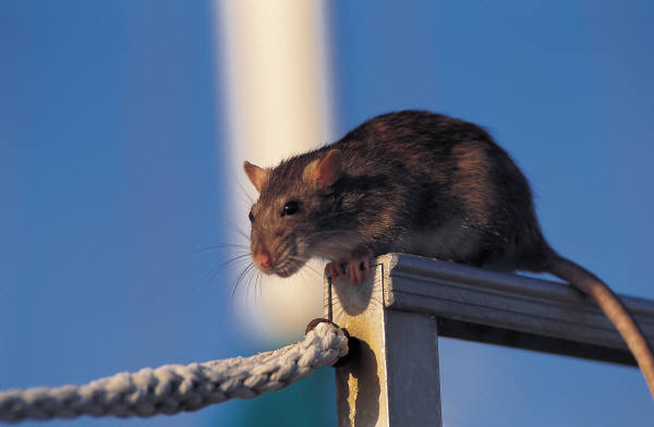 Rat Attack